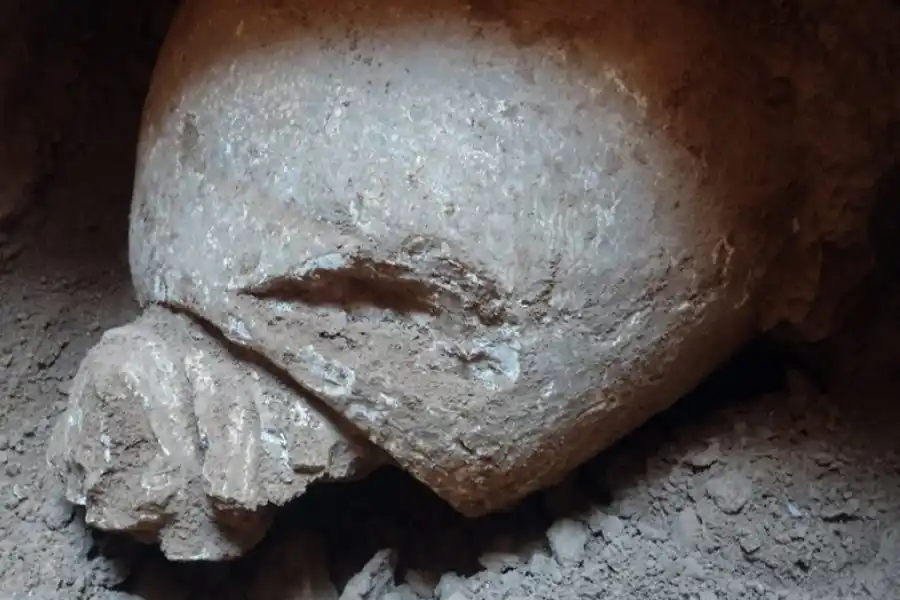 Construían un plan de viviendas y encontraron un fósil: ¿de qué se trata?