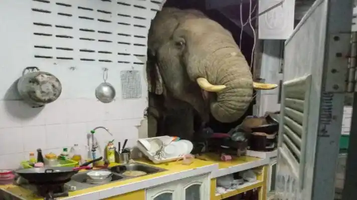 VISITA INESPERADA: familia en Tailandia recibe diariamente a un elefante en su cocina