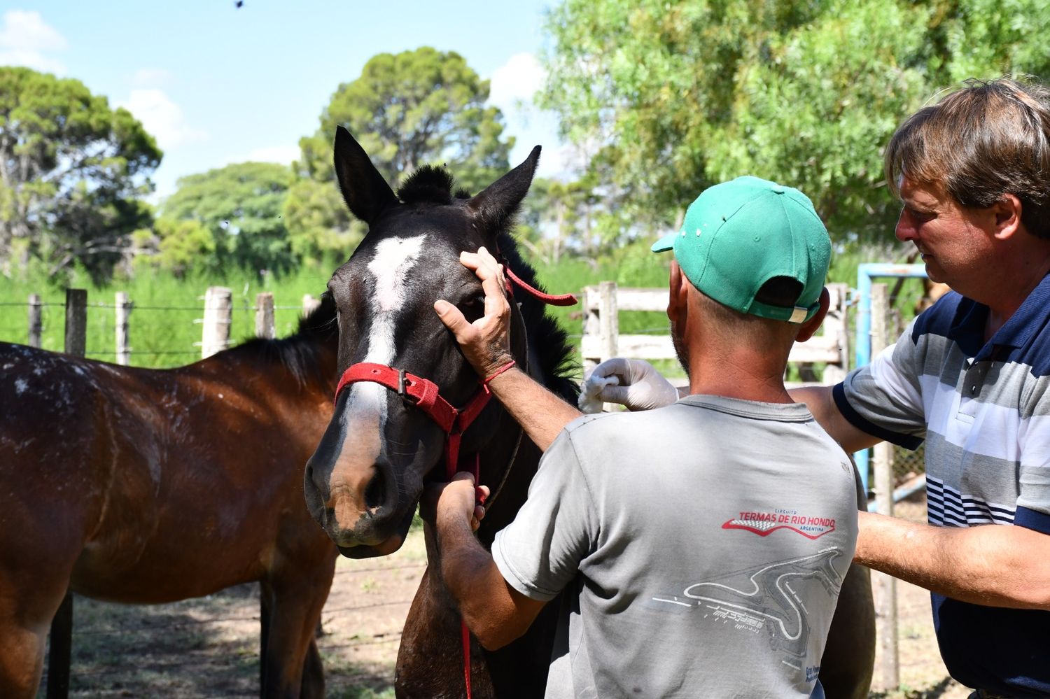 caballos