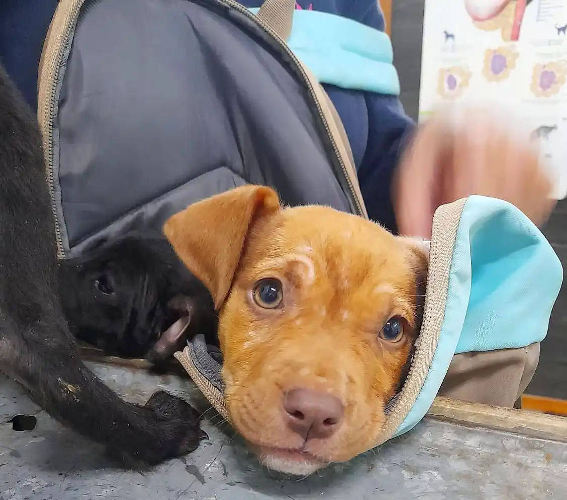  Atención y supervisión de los animales afectados por la creciente del río