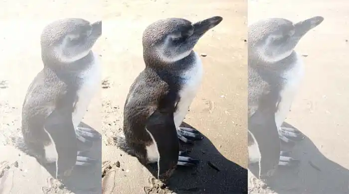 Un pingüino en las playas de Pehuen Có