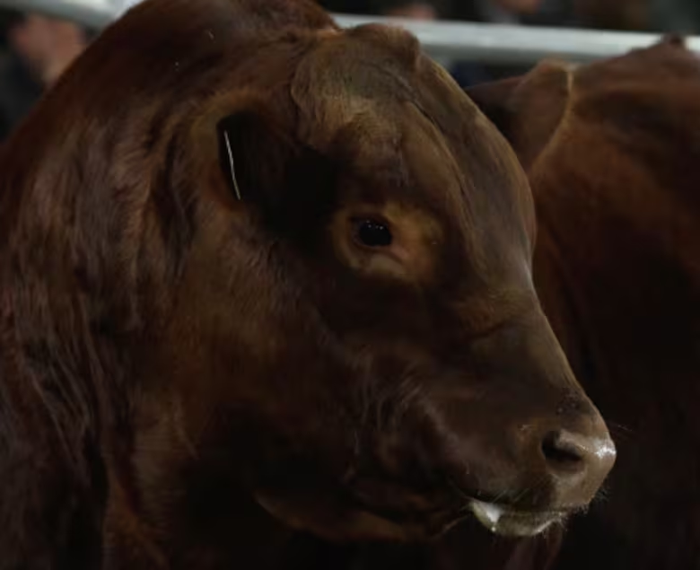 Angus