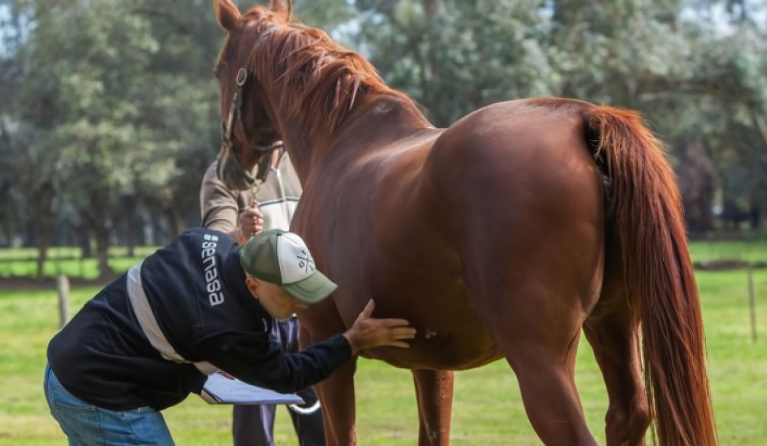 Encefalomielitis equina: con más de 900 casos confirmados, apareció el primer contagio humano