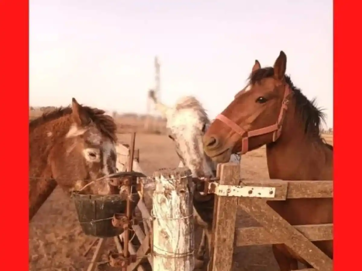 Una buena, la Policía encontró los caballos robados a Bio Animalis