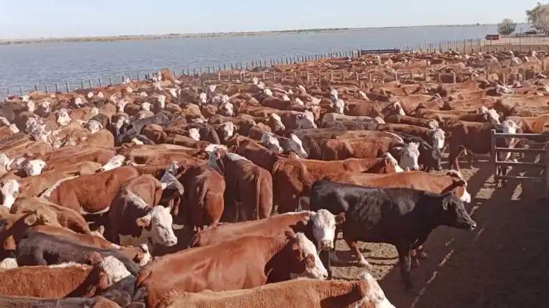 El precio de la hacienda en pie experimentó subas cercanas al 16%