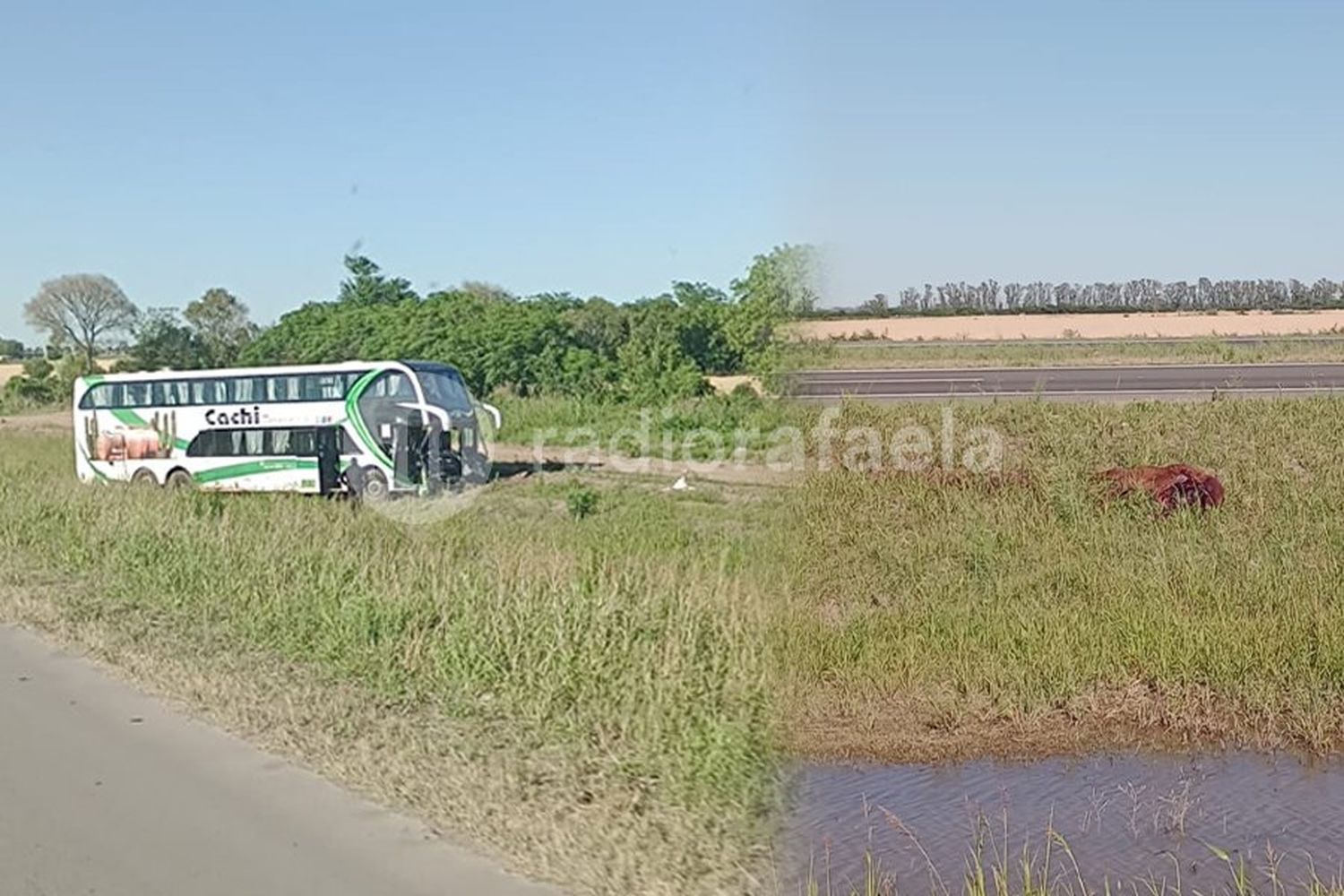 Un colectivo completo de turistas impactó de lleno contra dos caballos en Ruta 34