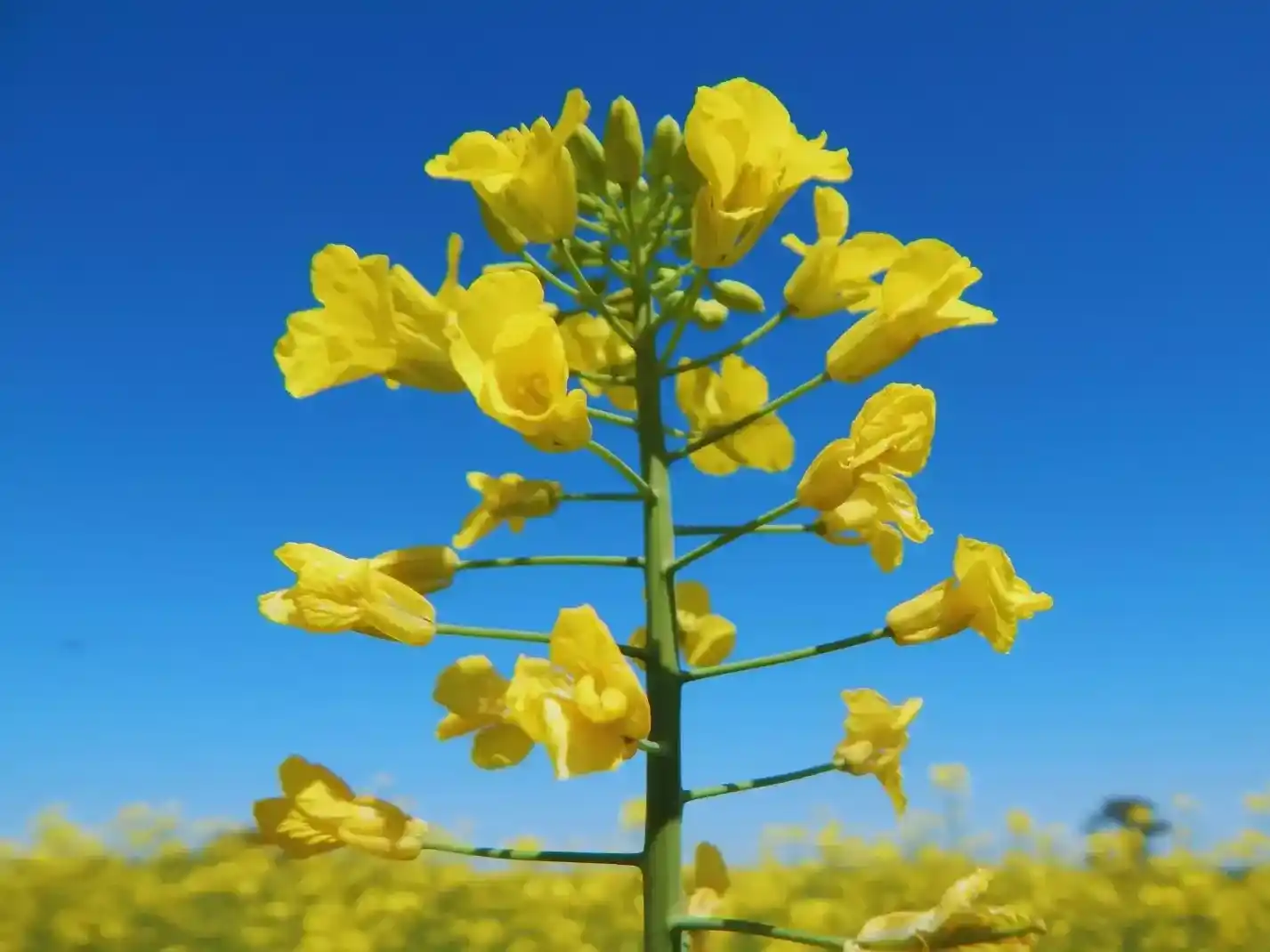 Nuevos cultivares: de la mano del INTA, Floriana y Juana fortalecen la nueva era de la colza