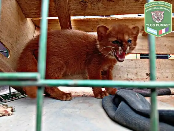 Hallaron un “gatito” silvestre en plena zona urbana y lo capturaron