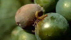 Controlan camiones y previenen de infección los frutos exportables de la Patagonia