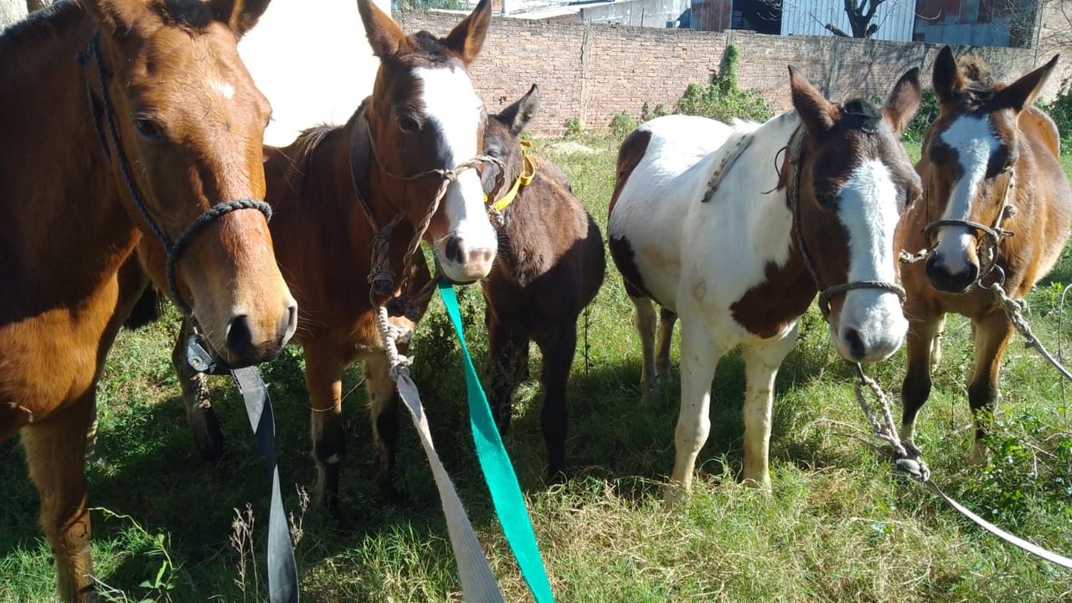 La municipalidad secuestró equinos que se encontraban sueltos