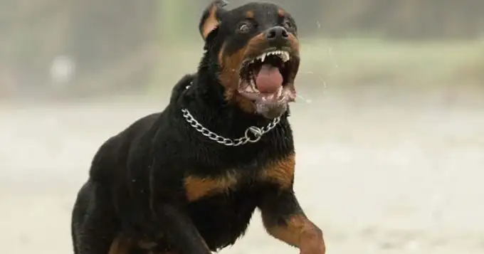 Un perro rottweiler le destrozó la cara a una bebé de 2 años