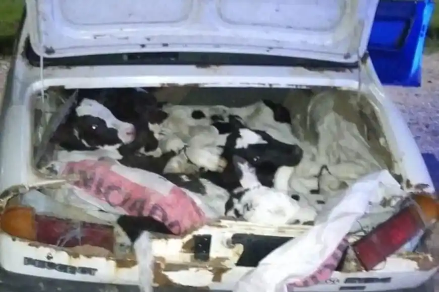 Al menos 4 de los 8 terneros eran trasladados en el baúl del Peugeot 504. Foto: Prensa URVII