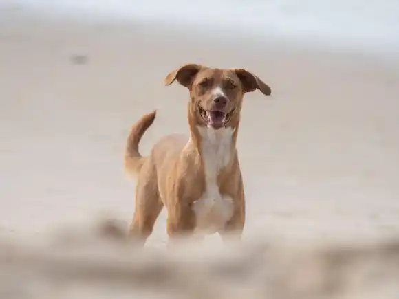 Qué requisitos hay que cumplir para ser hogar de tránsito de animales en adopción