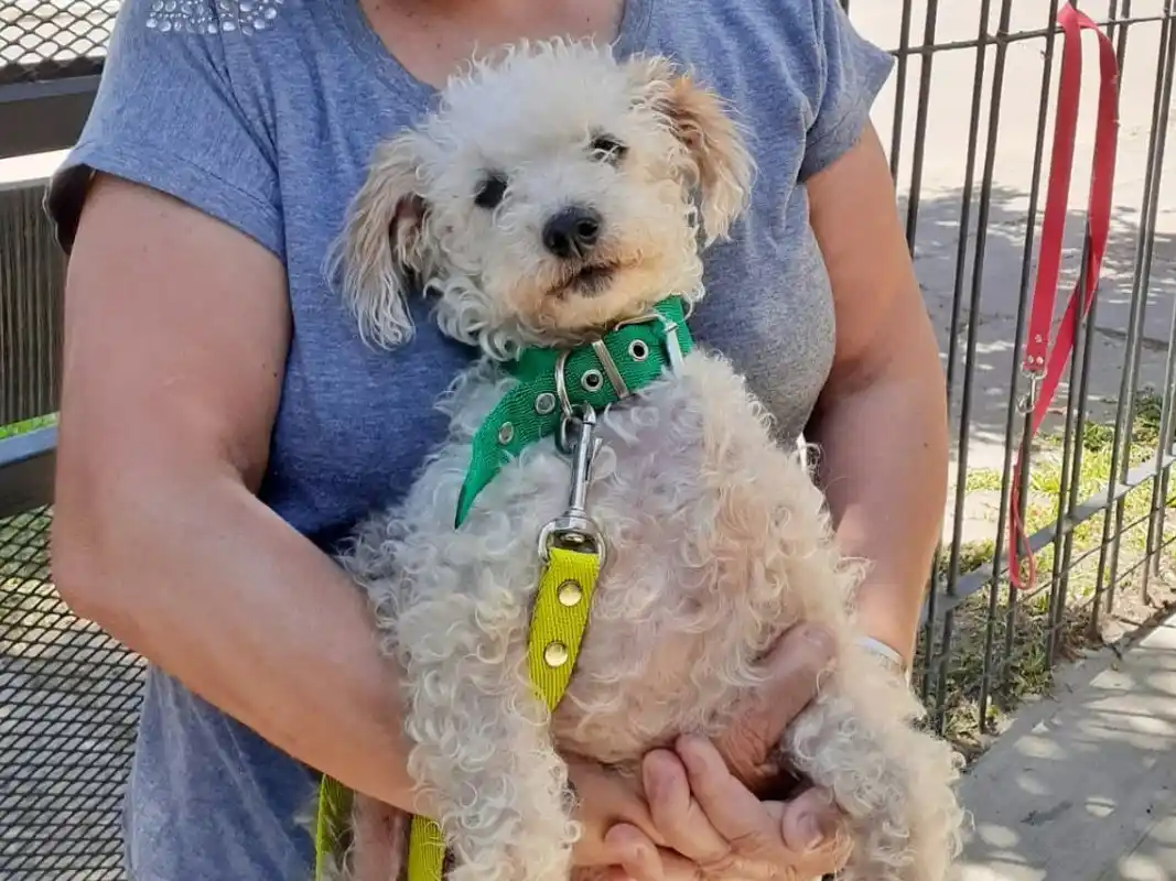 Dieron a conocer el cronograma de castraciones gratuitas de la próxima semana