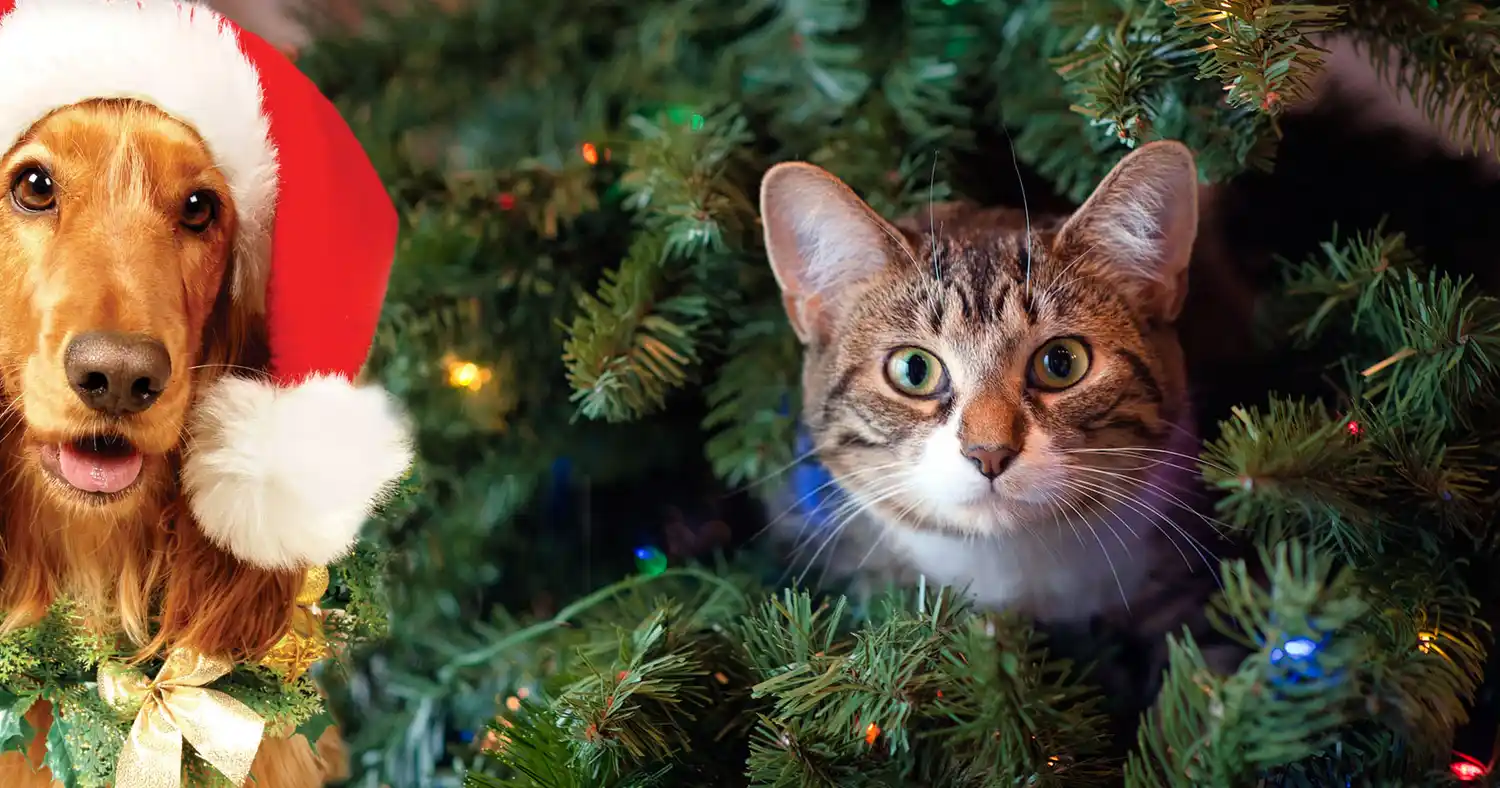 Todas las claves para cuidar a las mascotas de la pirotecnia en Navidad