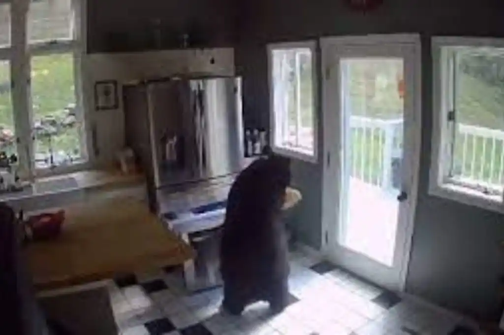 Oso robó comida