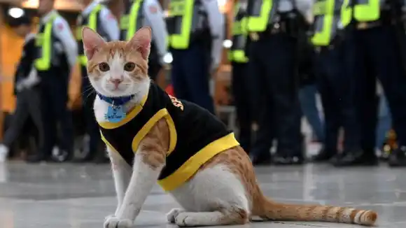 ¡MIAU! Guardias de seguridad filipinos adoptan gatitos abandonados