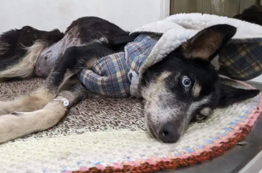 Fue muy tarde para uno de los perros rescatados