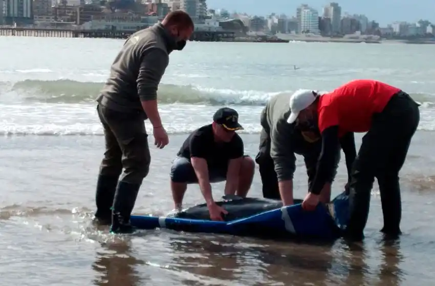 Caso exclusivo: rescataron a una Marsopa Espinosa