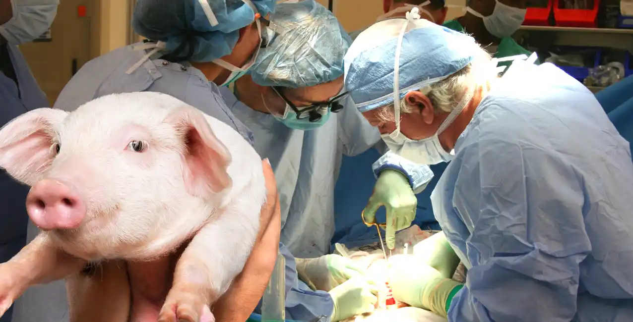 Según informaron,  lleva 32 días sin ser rechazado.