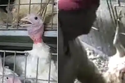 Zoofilia: abusos sexuales y violencia en criaderos de pavos estadounidenses