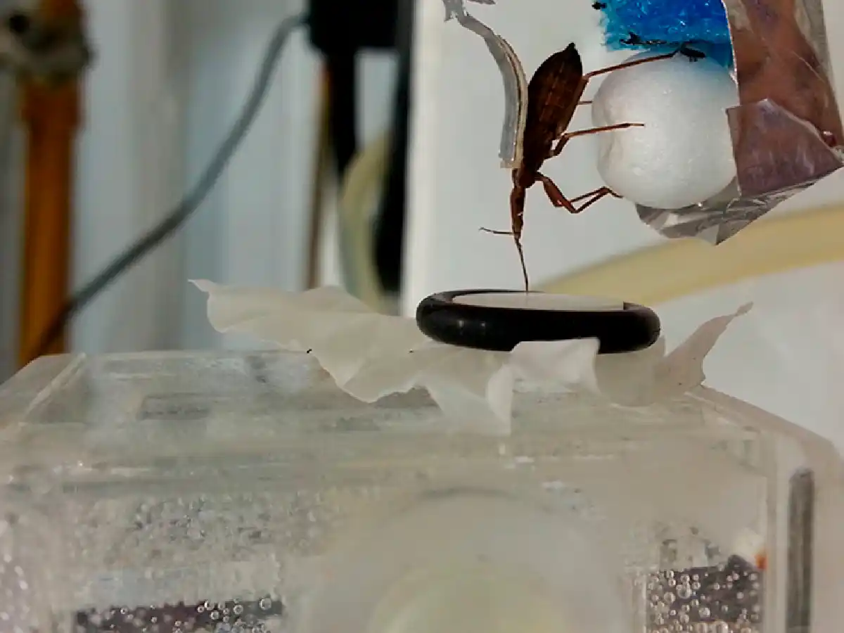 Descubren que la sal podría ser clave para evitar la picadura de las vinchucas