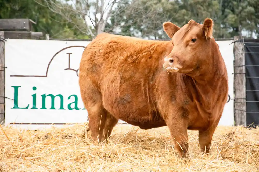 Don Pedro muestra su cocina y sus Limangus