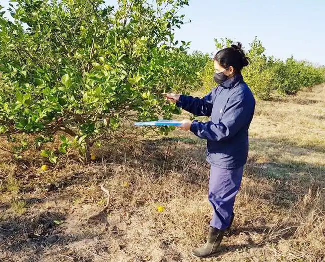 Inicia el nuevo convenio para el monitoreo del HLB