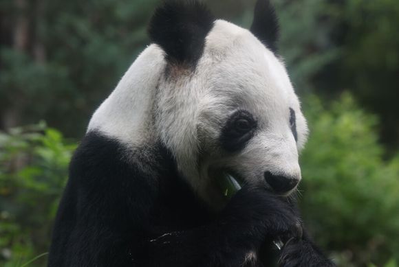 México emite billete de lotería para celebrar 35 años de panda gigante Xin Xin