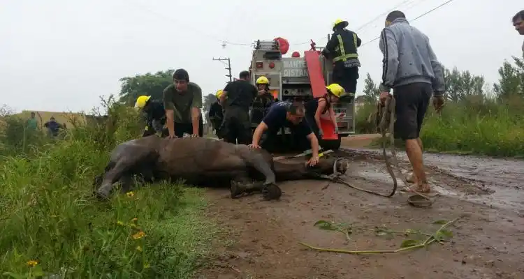 Bomberos rescató caballo que cayó a una zanja