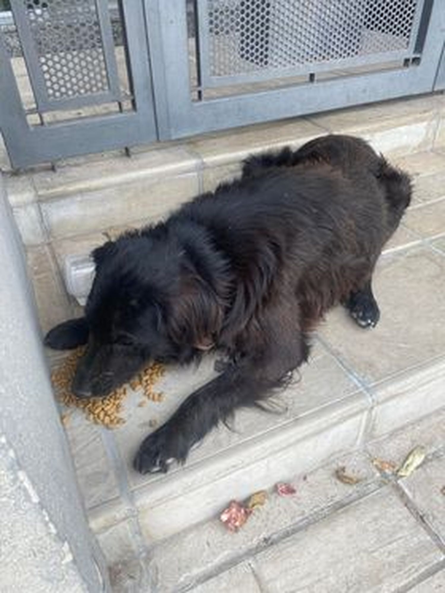 Mascota calle Rivadavia