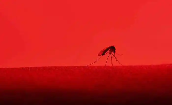 El color rojo es un imán para los mosquitos