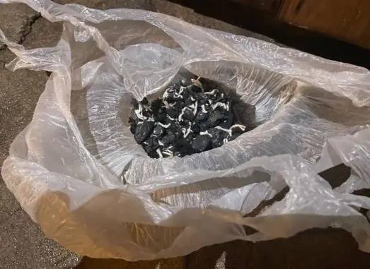 Detuvieron a dos sujetos por narcomenudeo en Entre Ríos.