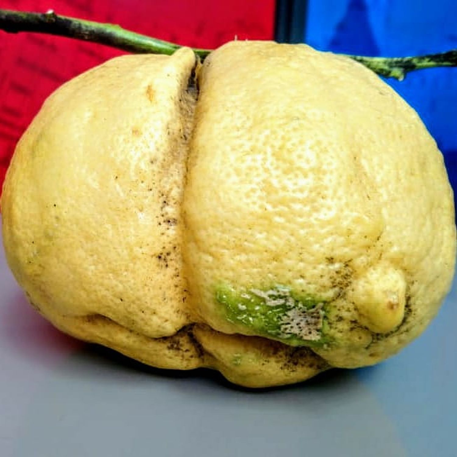 Vecino tandilense cosechó un "super-limón" de 670 gramos y lo exhibió orgulloso