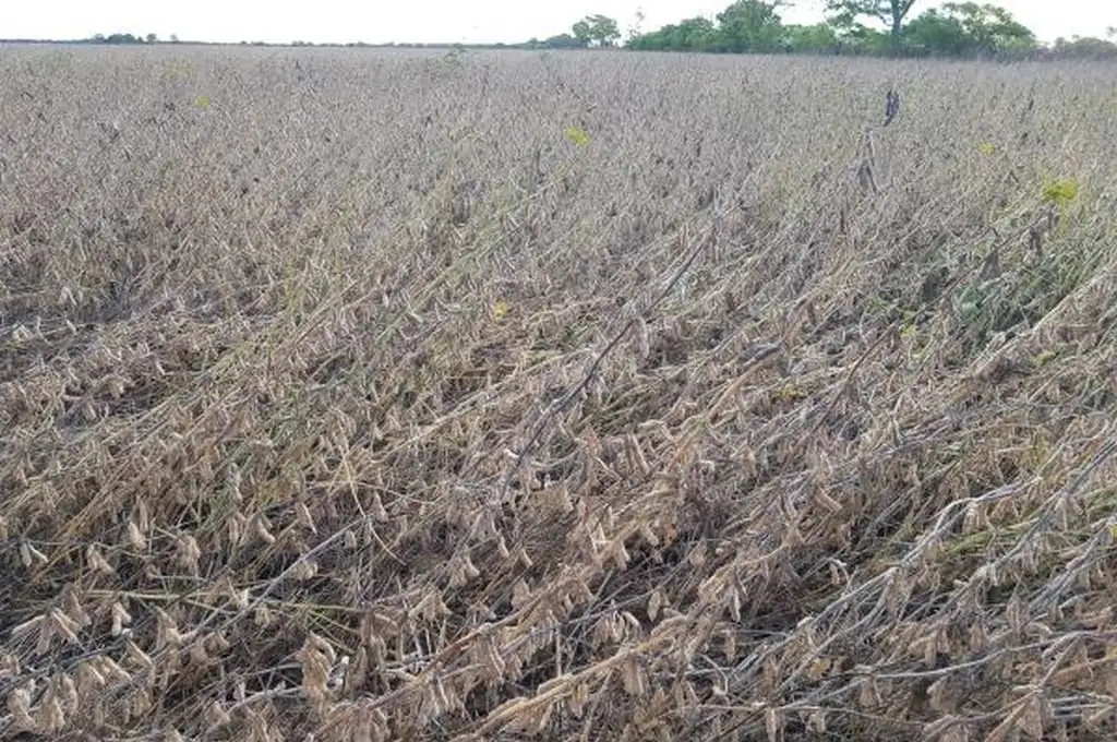 La soja de segunda sufre las consecuencias de las últimas lluvias