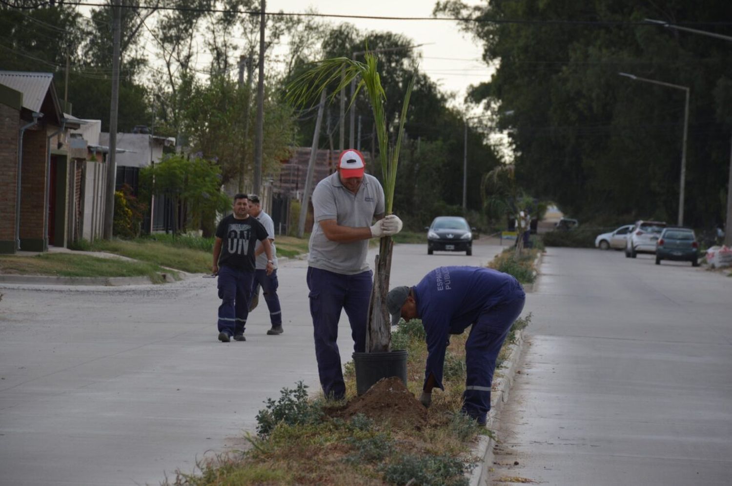 El Municipio lleva adelante la plantación en canteros de Laprida, desde Cavanagh hasta Amincton 