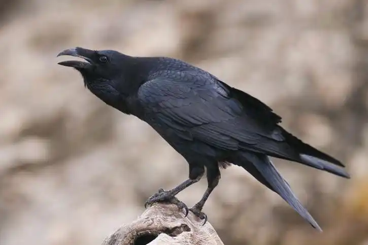 Increíble pero real: cuervos recogen basura a cambio de comida