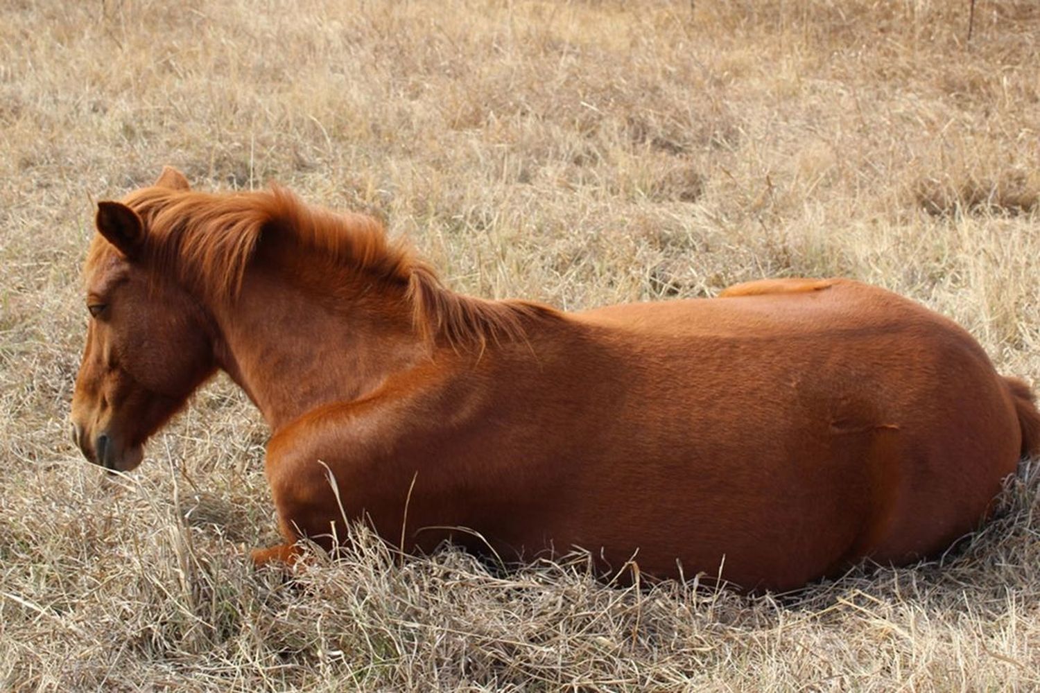 Encefalomielitis equina en la Provincia: Detectan nuevos casos en San Pedro, San Nicolás y General Viamonte