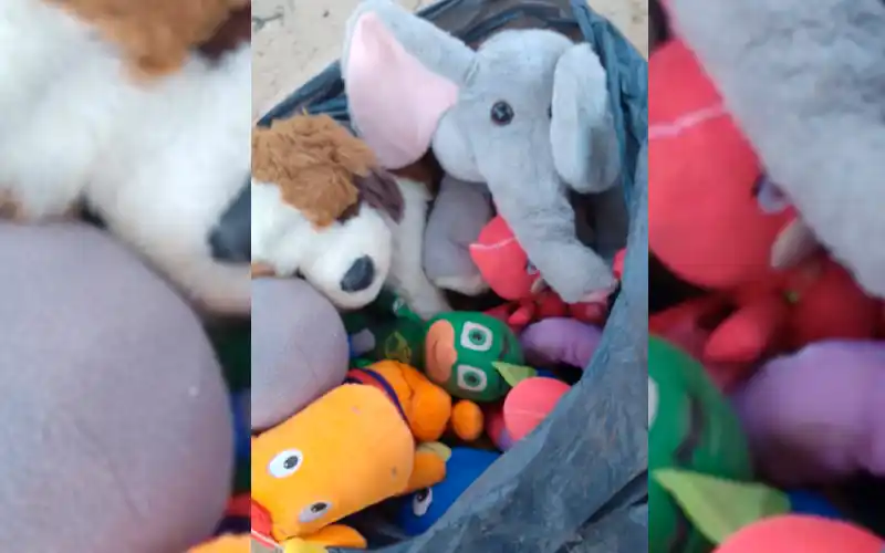 Yoha regala peluches
