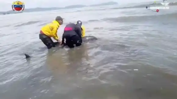 RESCATAN A DELFÍN en la costa de Miranda (VIDEO)