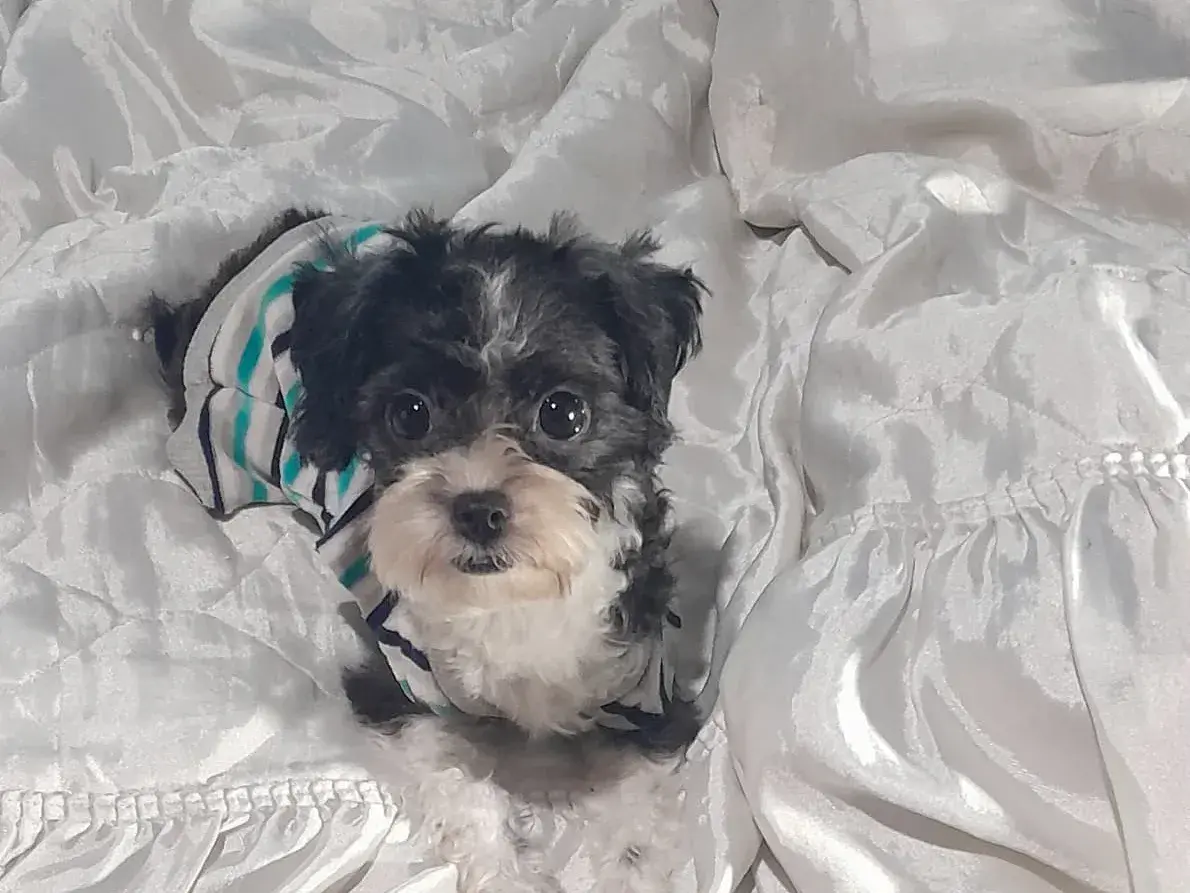 Buscan a Rosita, una perrita perdida