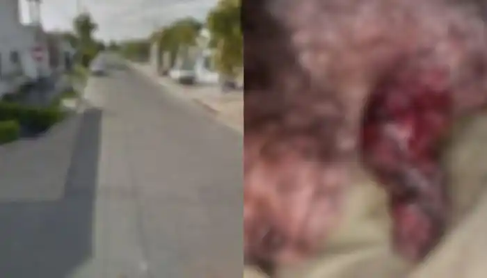 Vecinos alertan sobre perros que atacan en Padre Santana y Obligado