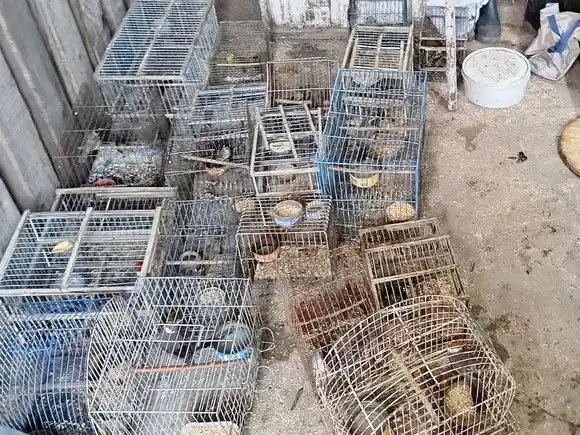 Golpe al narcotráfico y resguardo ambiental: liberan aves exóticas en Concordia