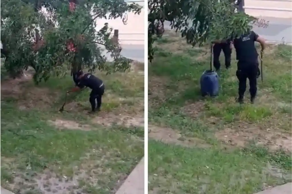 Encontraron una yarará en la costanera santafesina: que hay que hacer ante su aparición