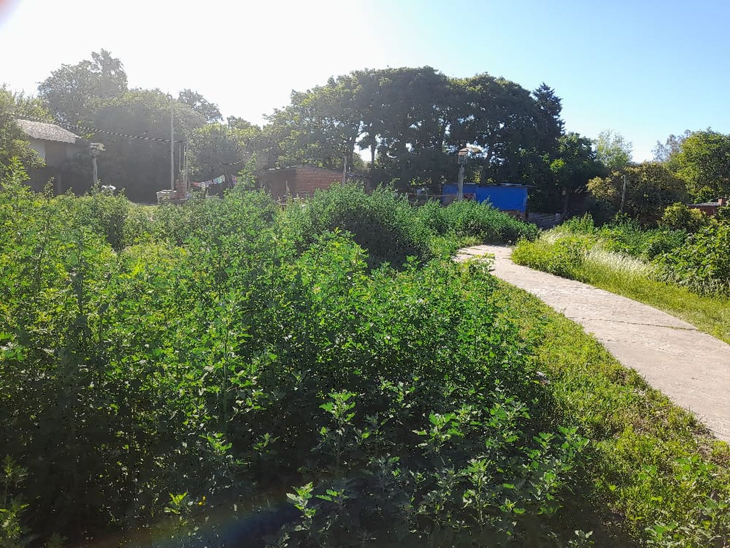 Reclamo: “Que corten el pasto frente a la escuela 11”