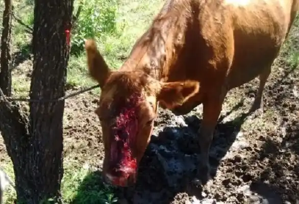 Buscan a cazadores que practican puntería con vacas