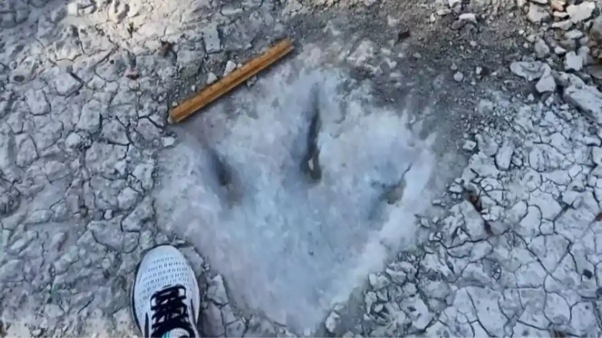 EN DALLAS: Sequía dejó al descubierto las huellas de un dinosaurio de 113 millones de años