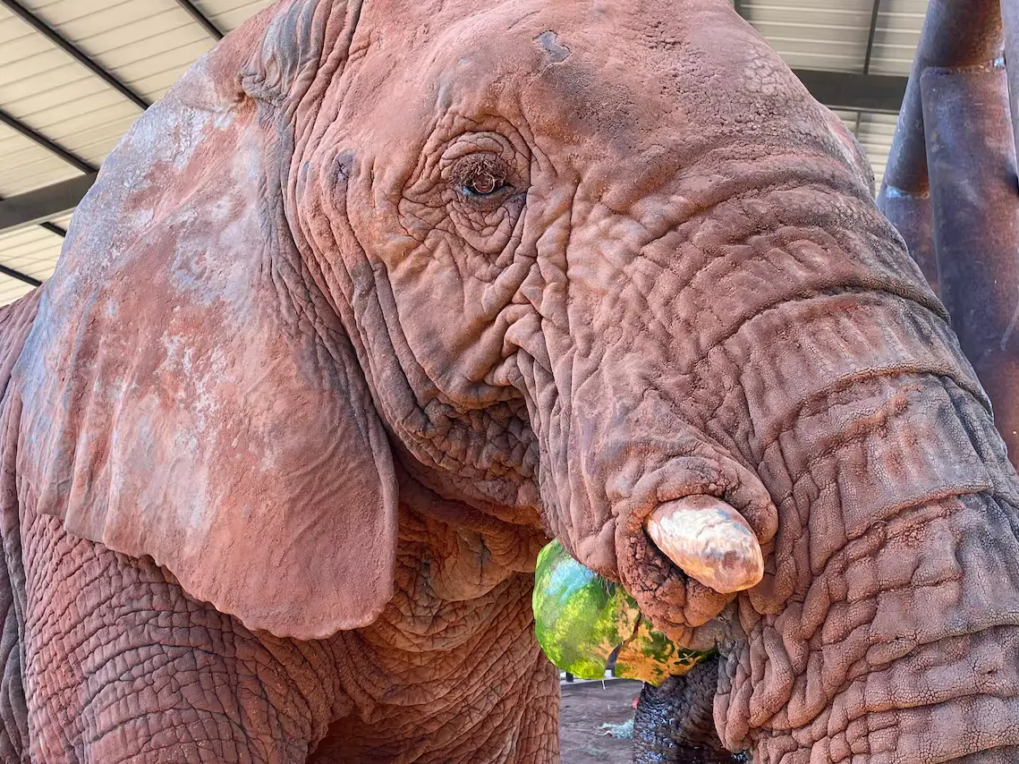 Murió Kenya, la última elefanta en cautiverio de la Argentina, en un santuario de Brasil