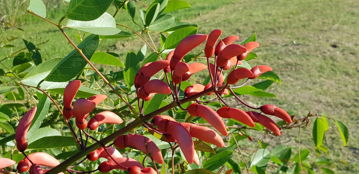 Flor de ceibo foto La Opinión