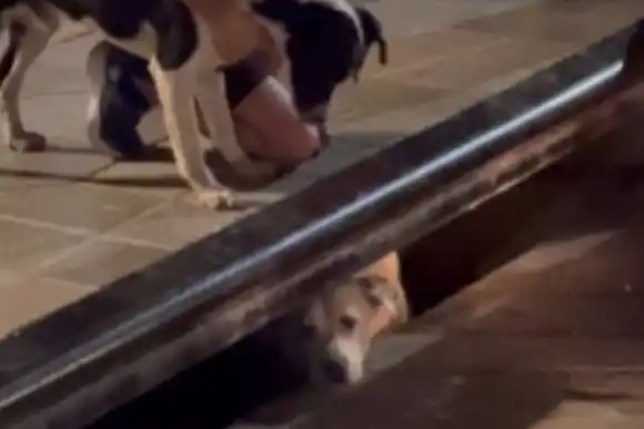 Digno de película: un perrito se cayó en una alcantarilla y su amigo alertó a todos pidiendo ayuda